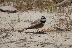 Charadrius dubius