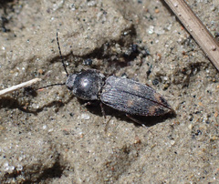Paracardiophorus