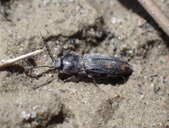 Paracardiophorus
