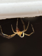 Theridion neomexicanum