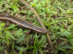 Trachylepis striata
