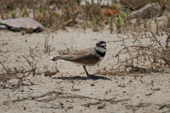Charadrius dubius