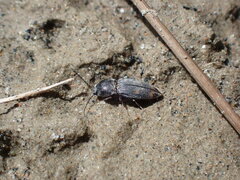 Paracardiophorus