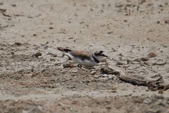 Charadrius dubius