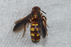 Colpa octomaculata