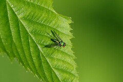 Condylostylus comatus
