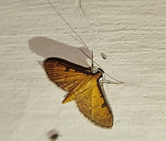 Tatobotys