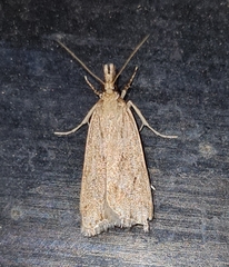 Eudonia pallida