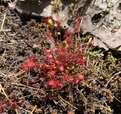 Drosera intermedia