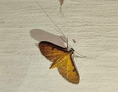 Tatobotys