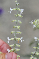 Salvia abrotanoides