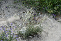 Salvia abrotanoides