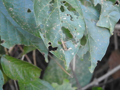 Raphirhinus phosphoreus