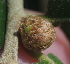 Andricus quercusfoliatus