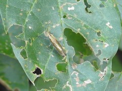 Raphirhinus phosphoreus