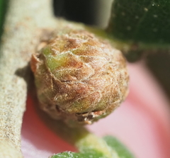 Andricus quercusfoliatus