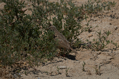 Galerida cristata