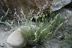 Salvia abrotanoides