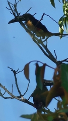 Pteroglossus torquatus