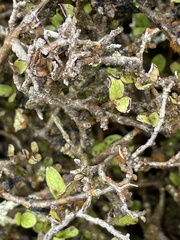 Coprosma colensoi