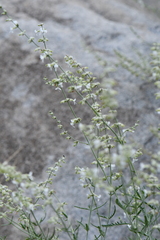 Salvia abrotanoides