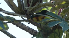 Pteroglossus torquatus