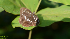 Limenitis helmanni