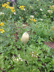 Pulsatilla occidentalis