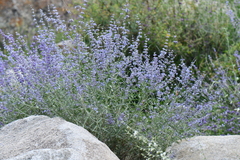 Salvia abrotanoides