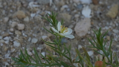 Peganum harmala