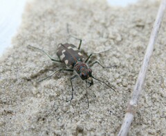 Cicindela maritima