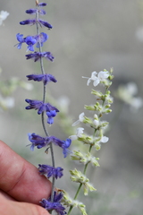 Salvia abrotanoides