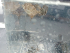 Monacanthus ciliatus