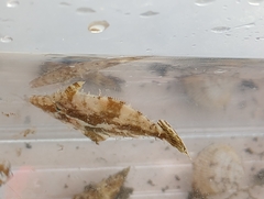 Monacanthus ciliatus