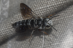 Coelioxys sayi
