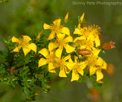 Hypericum fasciculatum