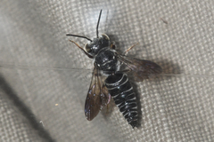 Coelioxys sayi