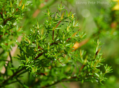 Hypericum fasciculatum