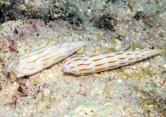 Hastula lanceata