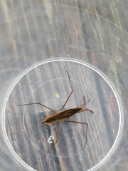 Gerris costae