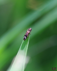 Agrilus lautuelliformis