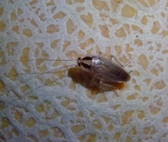 Blattella vaga