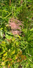 Geum montanum
