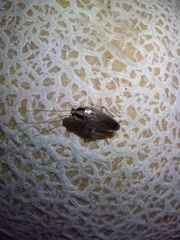 Blattella vaga