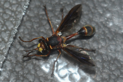 Physocephala sagittaria