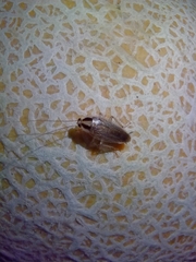 Blattella vaga