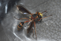 Physocephala sagittaria