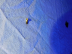 Epicallima argenticinctella