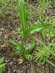 Chlorophytum sphacelatum
