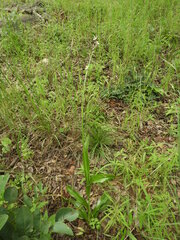 Chlorophytum sphacelatum